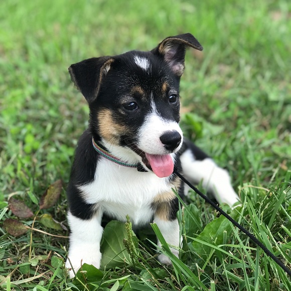 Meet your Posher, Amanda - Picture 1 of 1